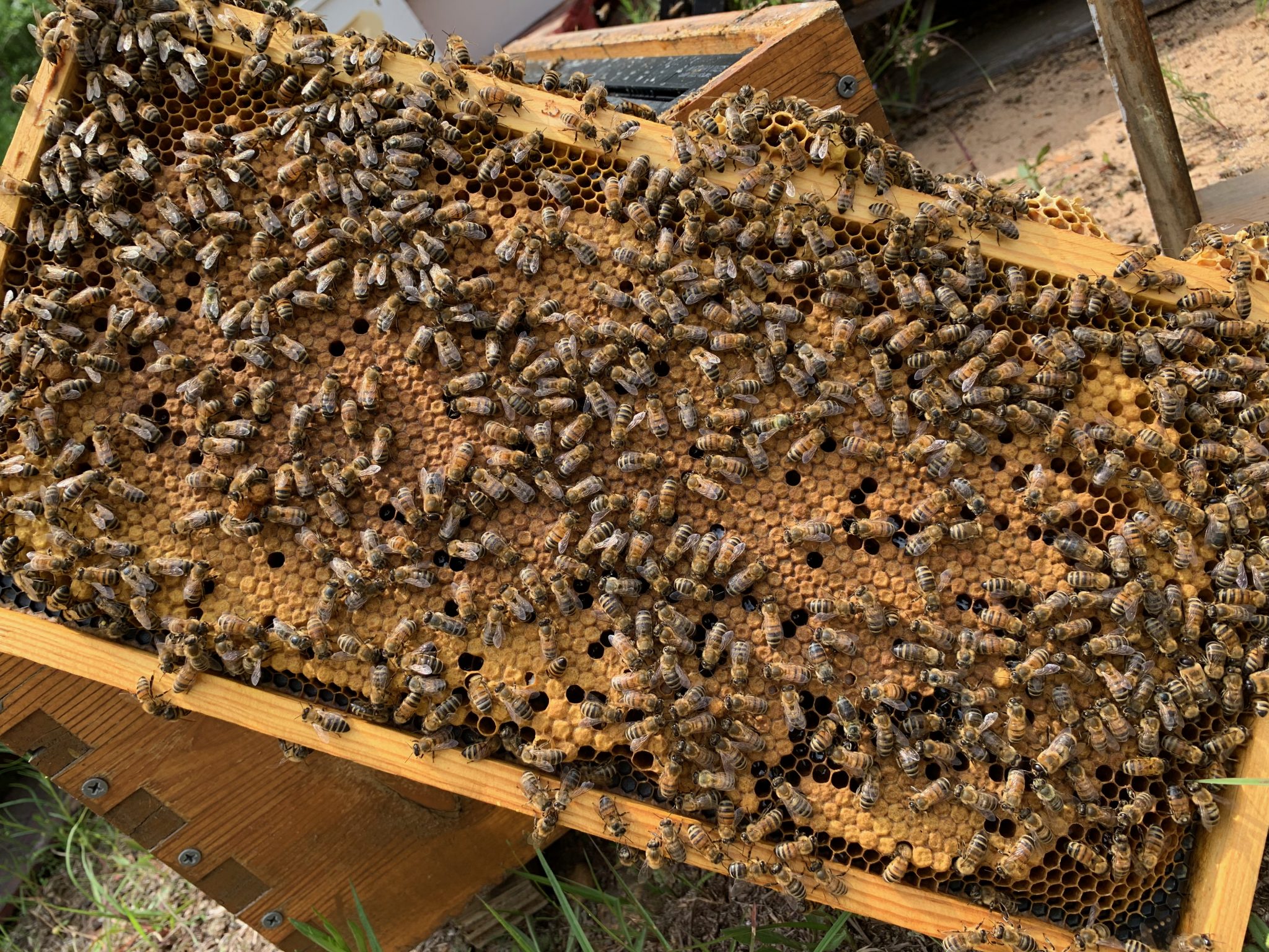 Making Splits Nucleus Colony Backyard Beekeeping